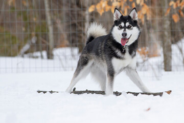 Portrait of a young black and white husky stands over a giant stick in a winter field.
