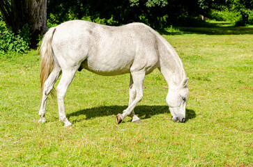 Obraz premium White horse grazing in a ranch with mountains in the background