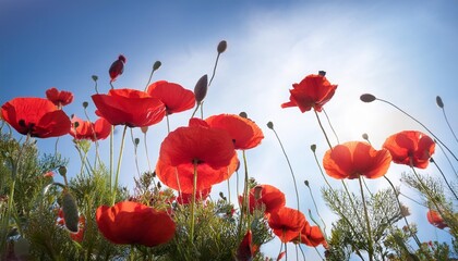 red poppy flowers against the blue sky