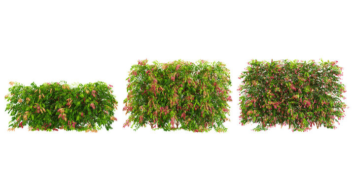 3d rendering of lilly pilly  plants on transparent background