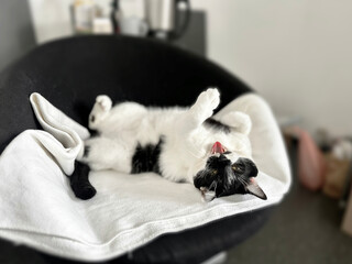 Cute Playful Black And White Domestic Cat With Yellow Eyes Happily Meowing In Black Chair At Home