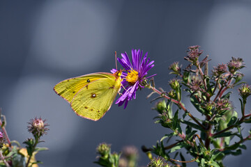 Male Orange Sulphur butterfly or Colias eurytheme on New England Aster with solar panels in the background in the midst of a pollinator garden. 