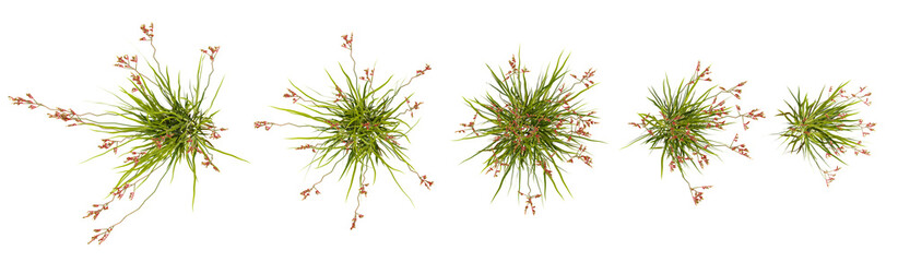 Collection of tall kangaroo paw plants with transparent background from top view © Saifstock