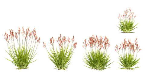 Collection of tall kangaroo paw plants with transparent background
