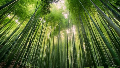 a dense bamboo forest with shafts of light illuminating the verdant green stalks