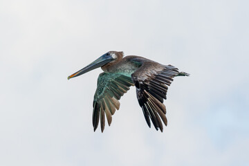 pelican in flight with wings down