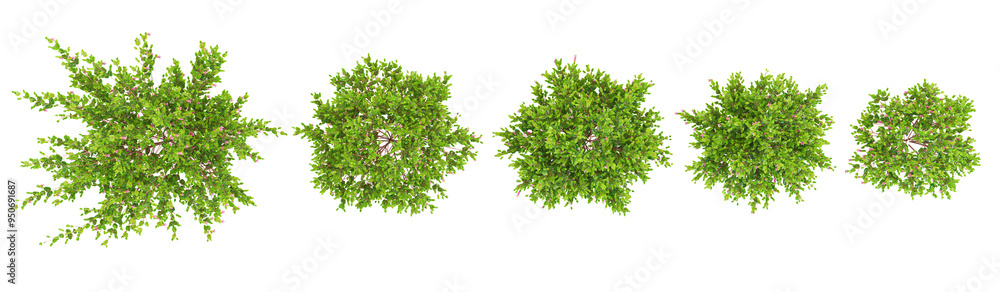 Poster set of native fuchsia plants on transparent background from top view
