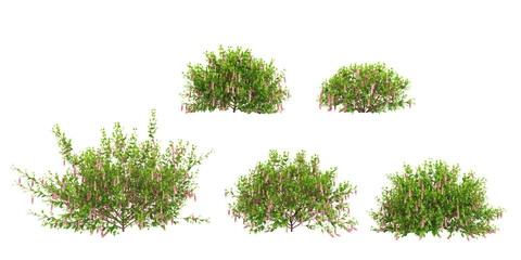 set of Native fuchsia  plants on transparent background © Saifstock