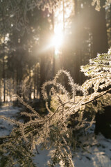 Magical winter forest with sunshine in Bavaria in Germany