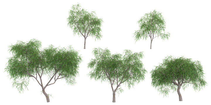 set of peruvian pepper trees on transparent background