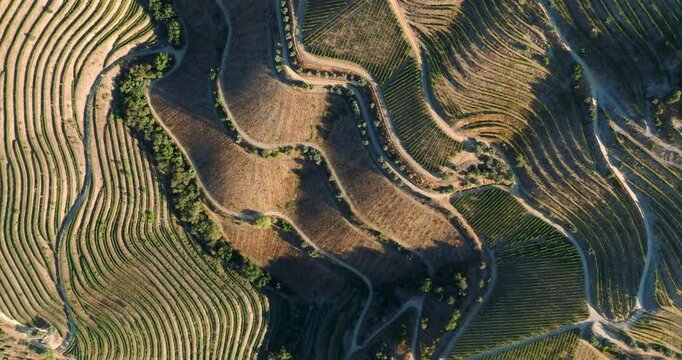 Beautiful patterns of vine trellises in terraced vineyards. Picturesque and remarkable interweaving of narrow paths and tree