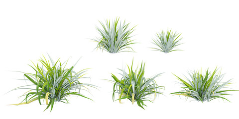 Silver spears plants isolated on white background