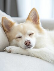 Explore various treatment options for canine anxiety to enhance your pet's well-being and create a more peaceful home environment.