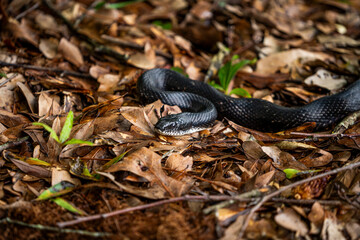 Black Snake