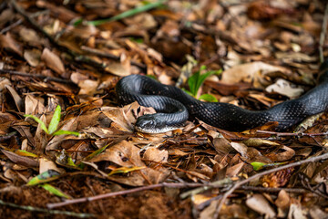 Black Snake
