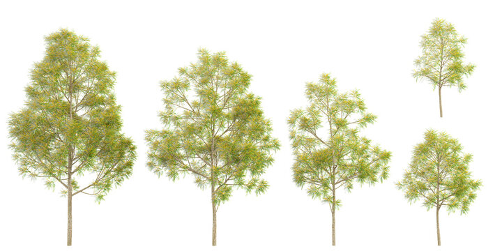 Southern silky oak Trees isolated on white background