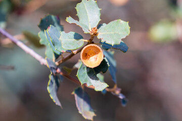 oak leaves with the hood of an acorn