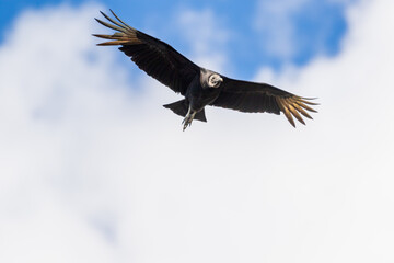 vulture in flight with white clouds background