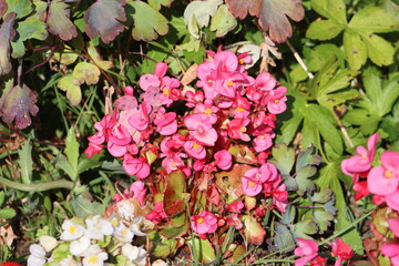 Begonia is a genus of perennial flowering plants in the family Begoniaceae. The genus contains more...