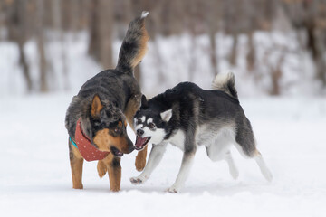 A German Shepherd and a Husky playing together in a snowy field.