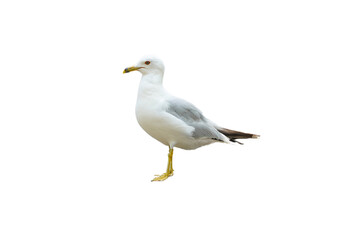 Sea gull isolated on a transparent background PNG