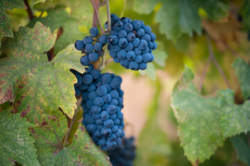 red grapes in vineyard