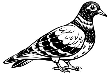 Fototapeta premium dove isolated on white