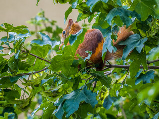 Cute squirrel eats hidden among luch foliage