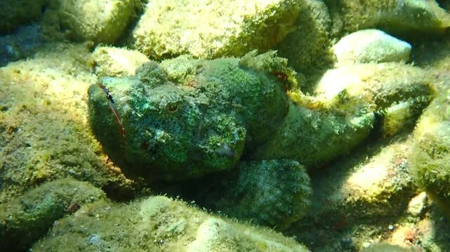 Tasseled scorpion-fish (Scorpaenopsis oxycephala) inhabits coral reefs of the Red Sea, it has mimic color and form of body,  very venomous fins, when cornered it can attack
