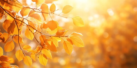 Autumn Leaves on Tree Branches With Warm Golden Sunlight and Soft Focus Background