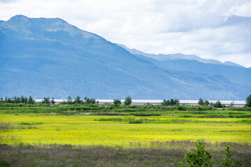 landscape with field and blue sky