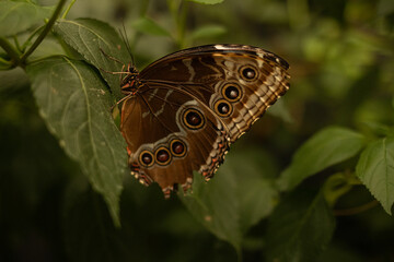 butterfly is on the leaf