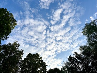 Obraz premium view of white clouds in blue sky against green crowns of maple trees in last summer days of August before beginning of autumn