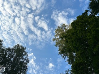 white clouds in the blue sky against the background of green crowns of maple trees in the last summer days of August before the beginning of autumn