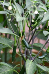 serrano peppers 