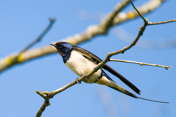 Rauchschwalbe auf einem Ast