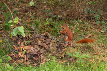 Red squirrel is eating in the park, squirrel, grass and dry leaves
