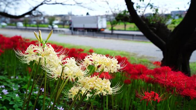 Red and white spider lilies&nbsp;(Lycoris radiata) at Satte's&nbsp;Gongendo park