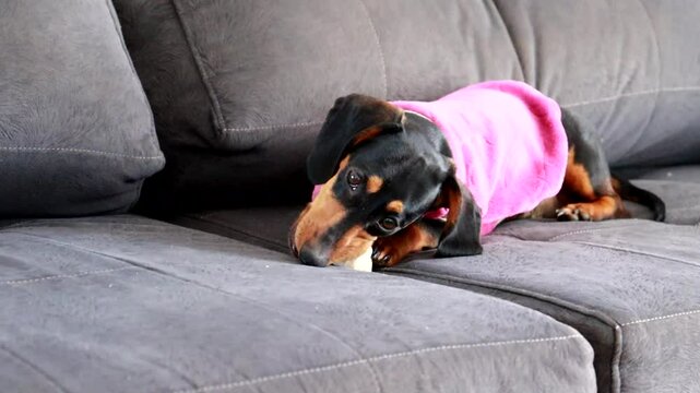 cachorro fofo roendo osso 