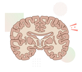 Brain Transverse Section - Illustration