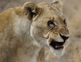 Lioness