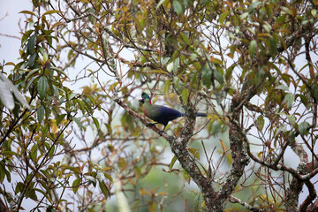 Ruwenzori turaco (Ruwenzorornis johnstoni) in Nyungwe National Park, Rwanda