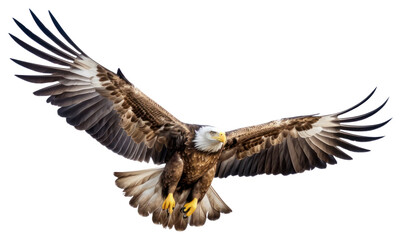 Fototapeta premium PNG Majestic bald eagle in flight