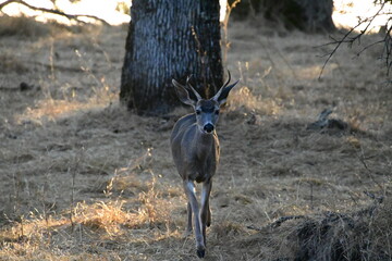 deer in the wild