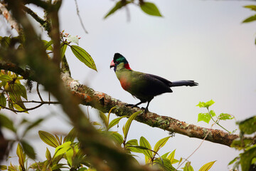 Ruwenzori turaco (Ruwenzorornis johnstoni) in Nyungwe National Park, Rwanda