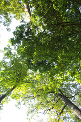 leaves and sun, branches with green leaves on the background of the blue sky