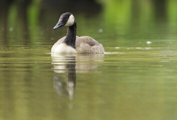 a lovely female goose, reflections in the water,  female canada goose