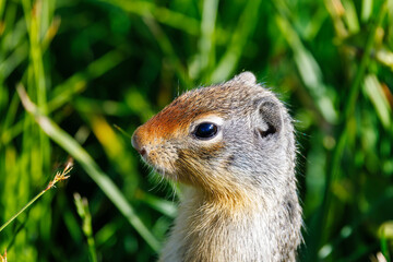 Close up head shot of a Columbian ground squirrel (Urocitellus columbianus) at Logan Pass in Glacier National Park, Montana, USA