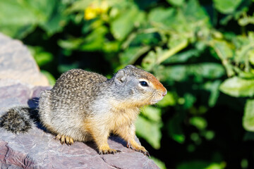 Columbian ground squirrel (Urocitellus columbianus) standing on a rock wall at Logan Pass in Glacier National Park, Montana, USA