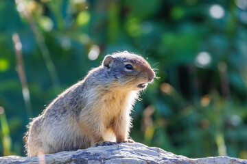 Side profile close up of a Columbian ground squirrel (Urocitellus columbianus) at Logan Pass in Glacier National Park, Montana, USA